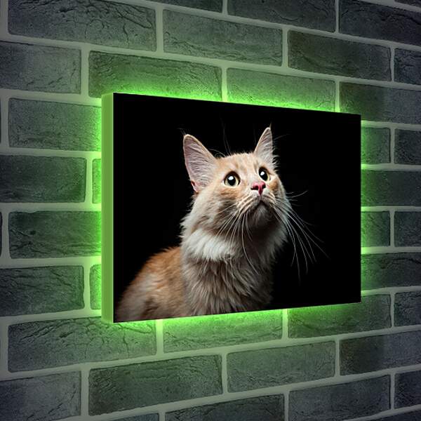 Лайтбокс световая панель - Кошка