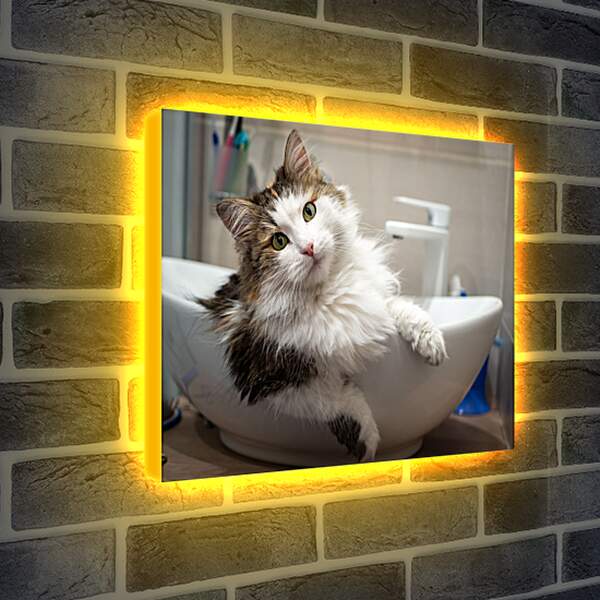 Лайтбокс световая панель - Кошка