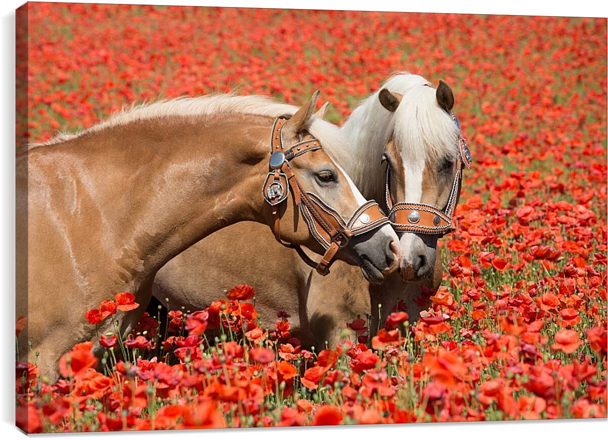 Постер и плакат - Пара лошадей в маковом поле