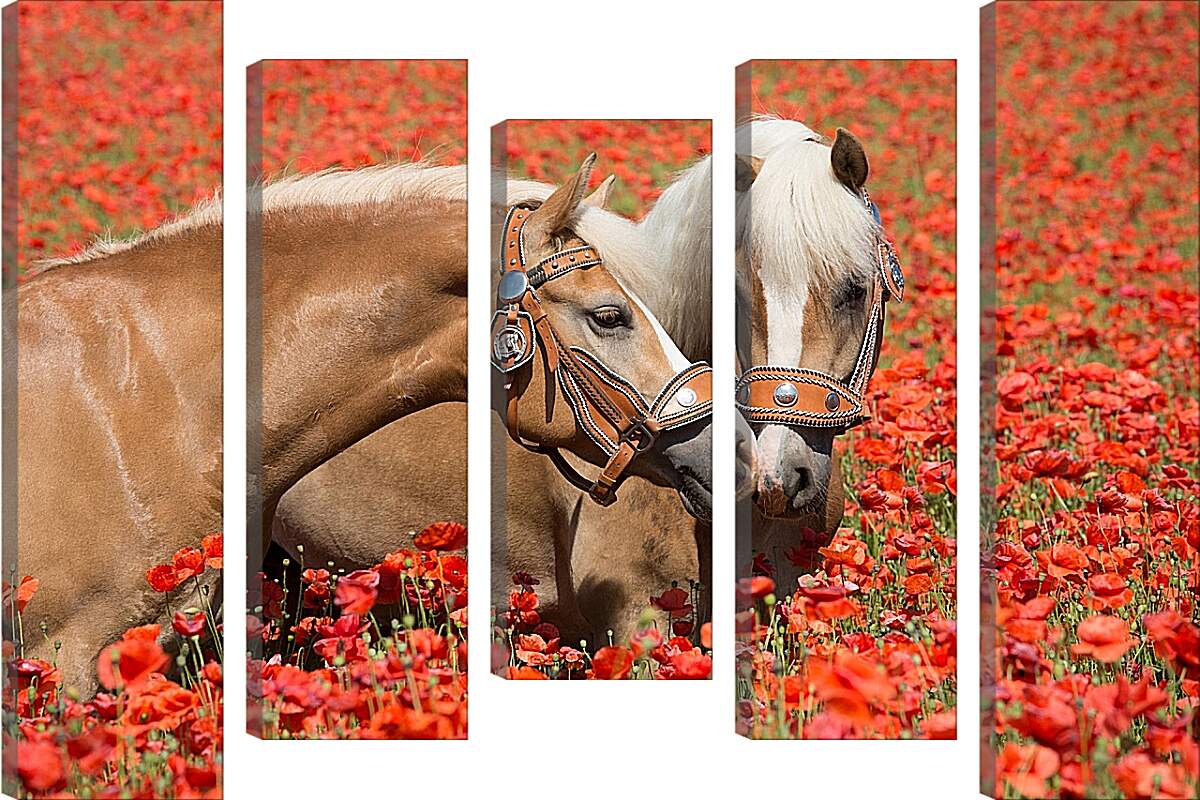 Модульная картина - Пара лошадей в маковом поле