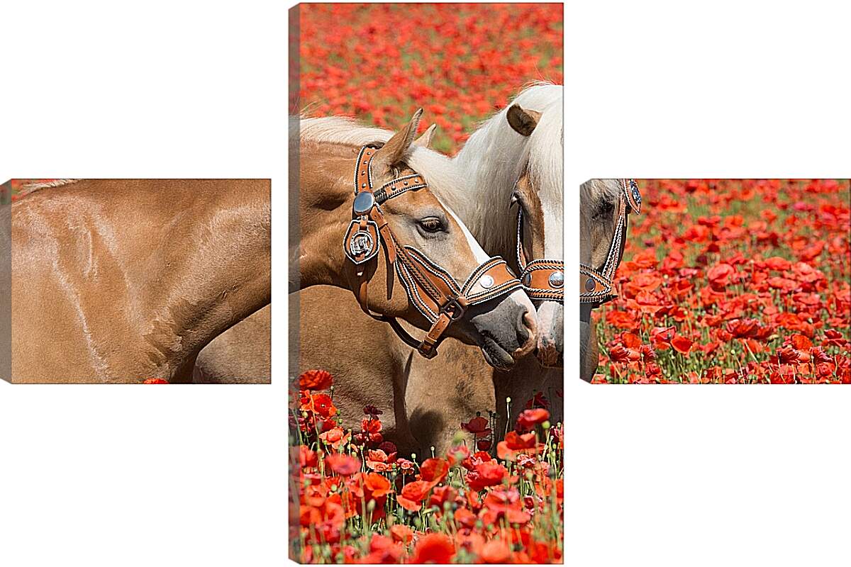 Модульная картина - Пара лошадей в маковом поле