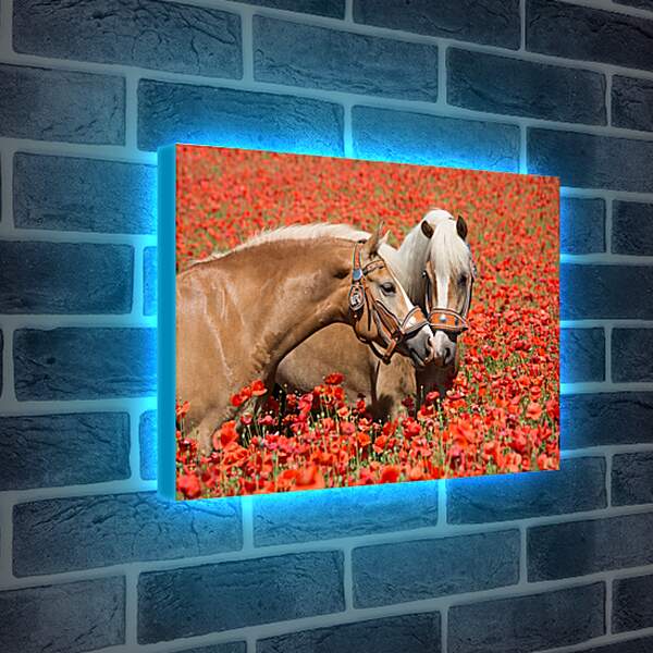 Лайтбокс световая панель - Пара лошадей в маковом поле