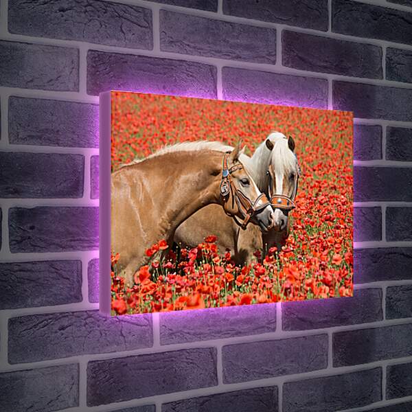 Лайтбокс световая панель - Пара лошадей в маковом поле
