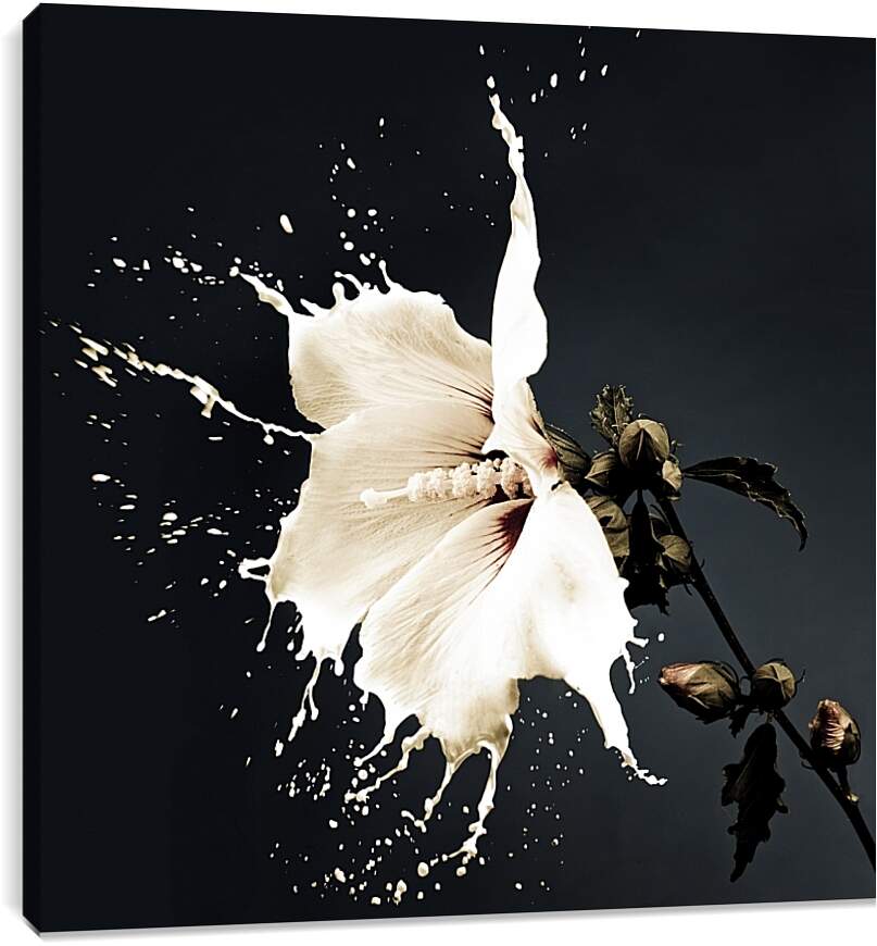 Постер и плакат - Белый цветок с брызгами