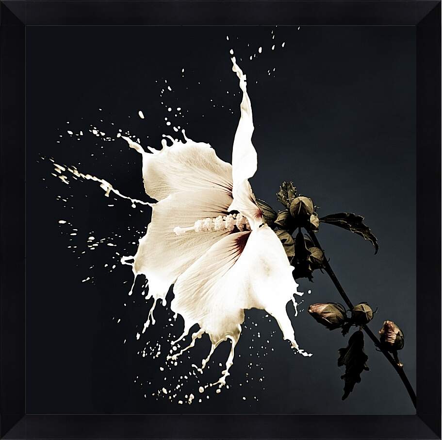 Картина в раме - Белый цветок с брызгами