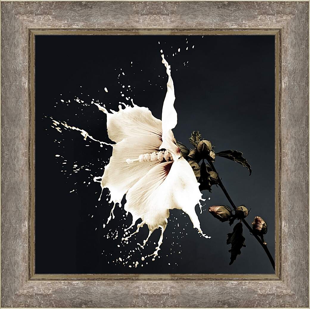 Картина в раме - Белый цветок с брызгами