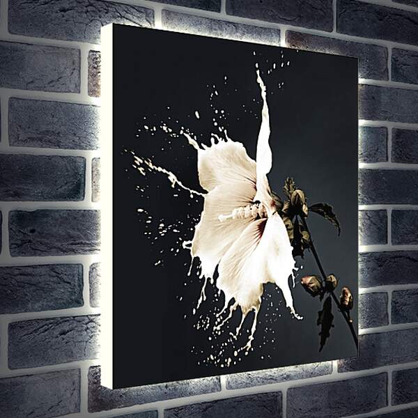Лайтбокс световая панель - Белый цветок с брызгами