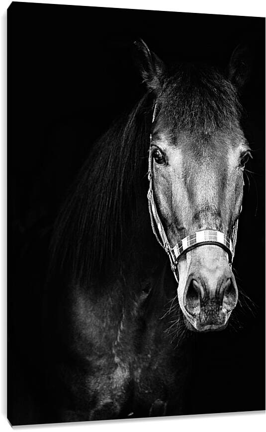 Постер и плакат - Чёрно-белая лошадь