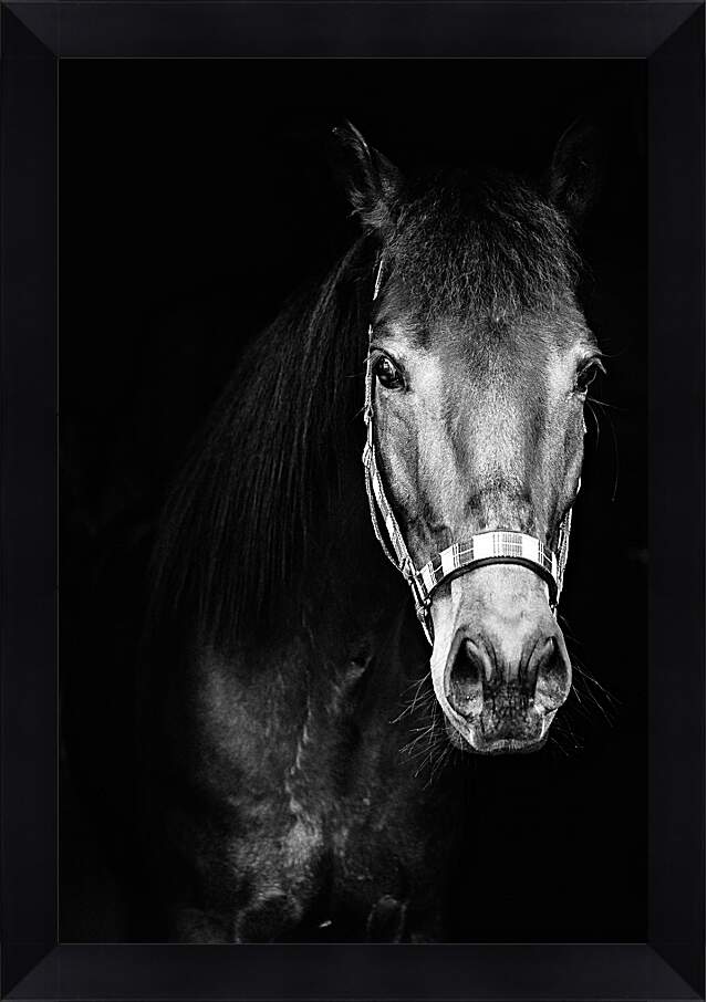 Картина в раме - Чёрно-белая лошадь