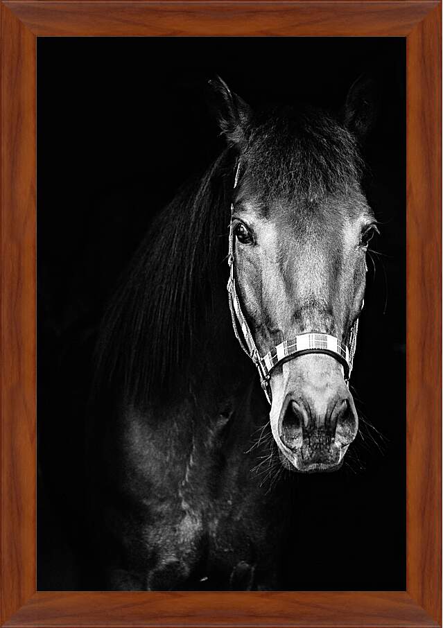 Картина в раме - Чёрно-белая лошадь