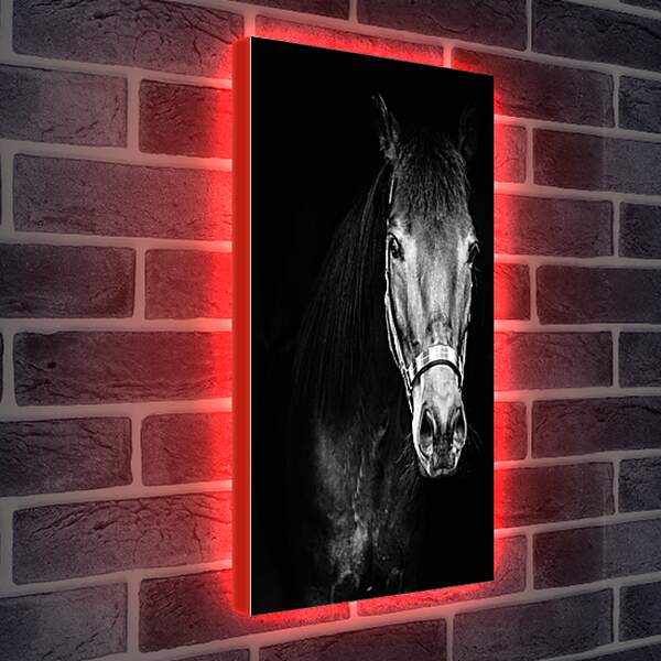 Лайтбокс световая панель - Чёрно-белая лошадь