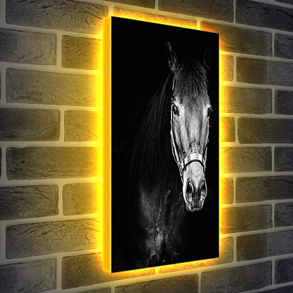 Лайтбокс световая панель - Чёрно-белая лошадь