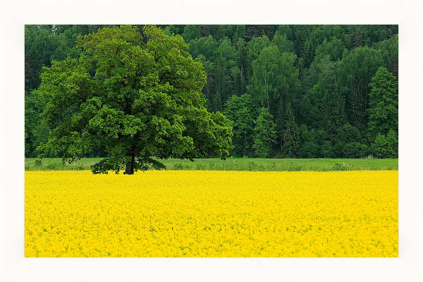 Картина в раме - Весна