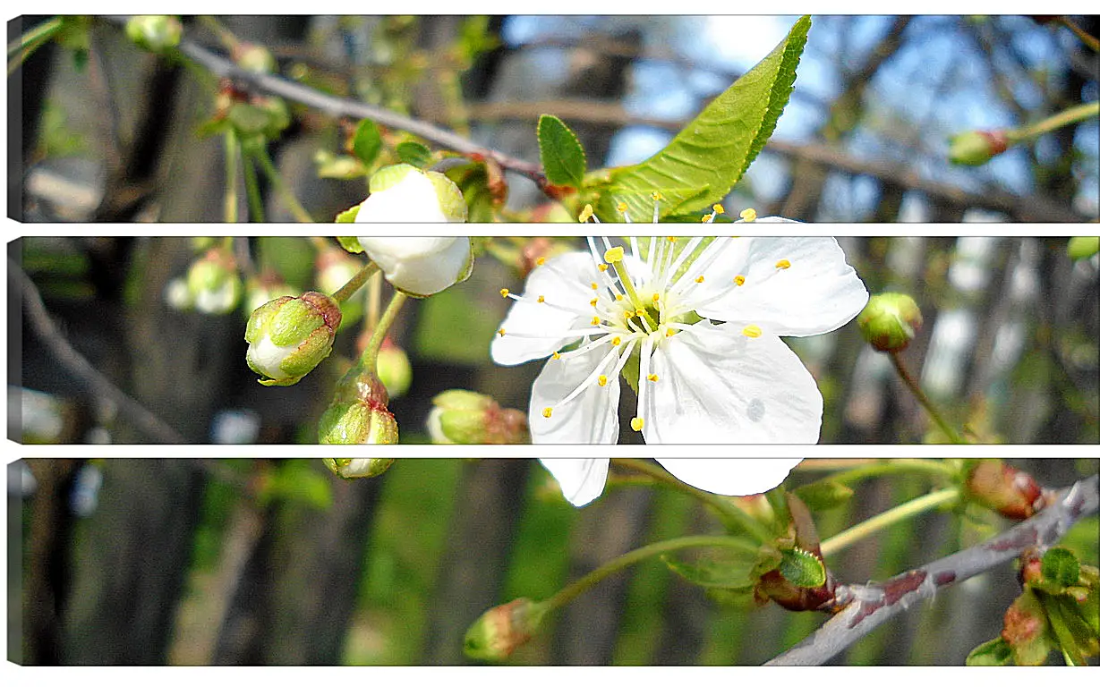 Модульная картина - Весна