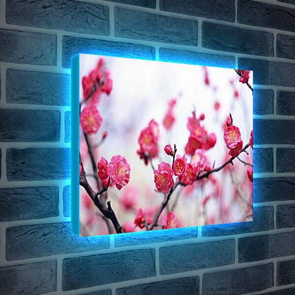Лайтбокс световая панель - Цветущая сакура