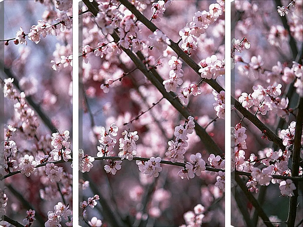 Blossom цвет