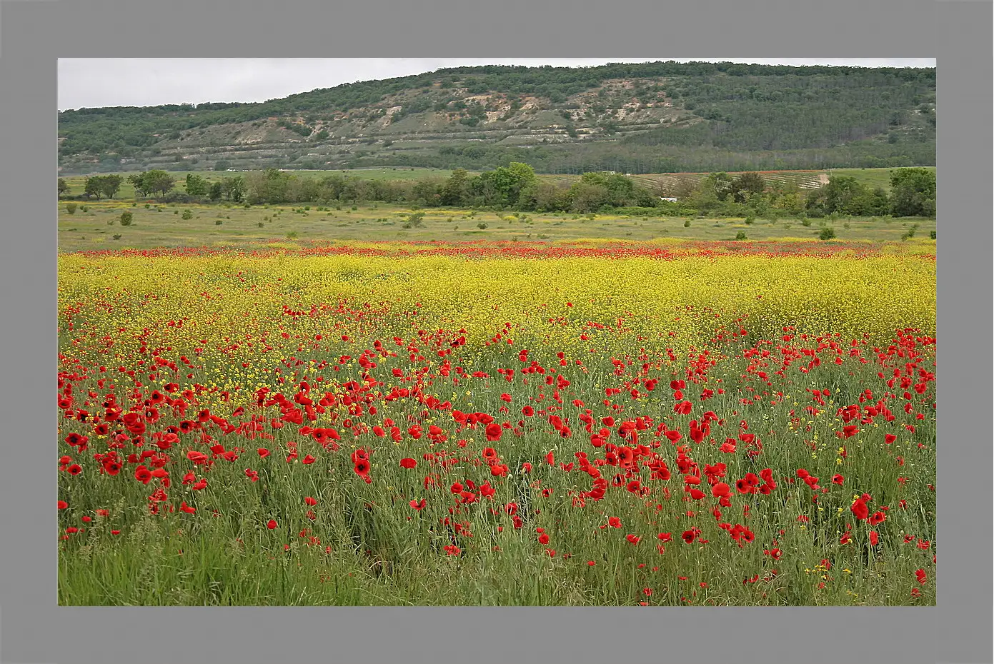 Картина в раме - Лето