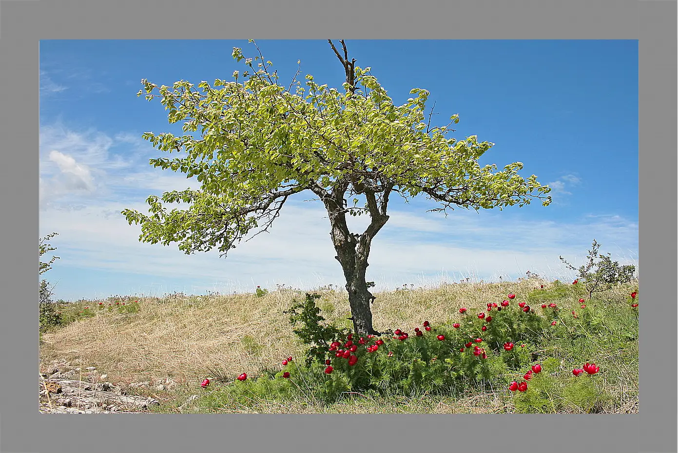 Картина в раме - Лето