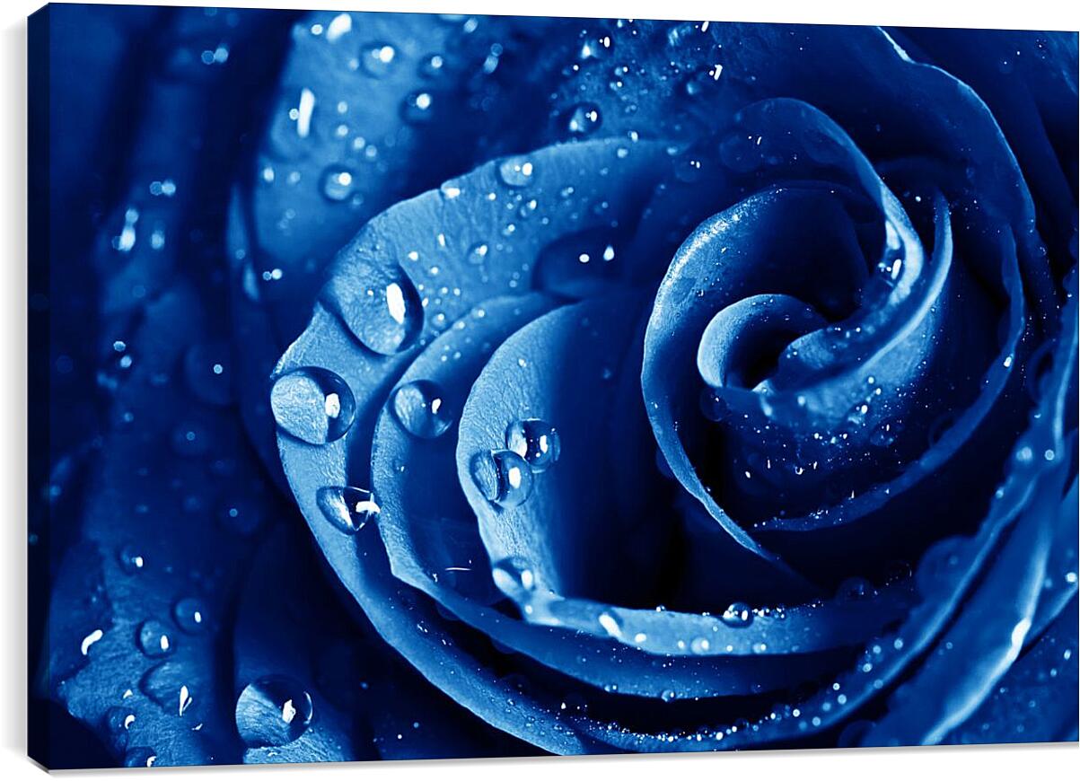 Постер и плакат - Синяя роза