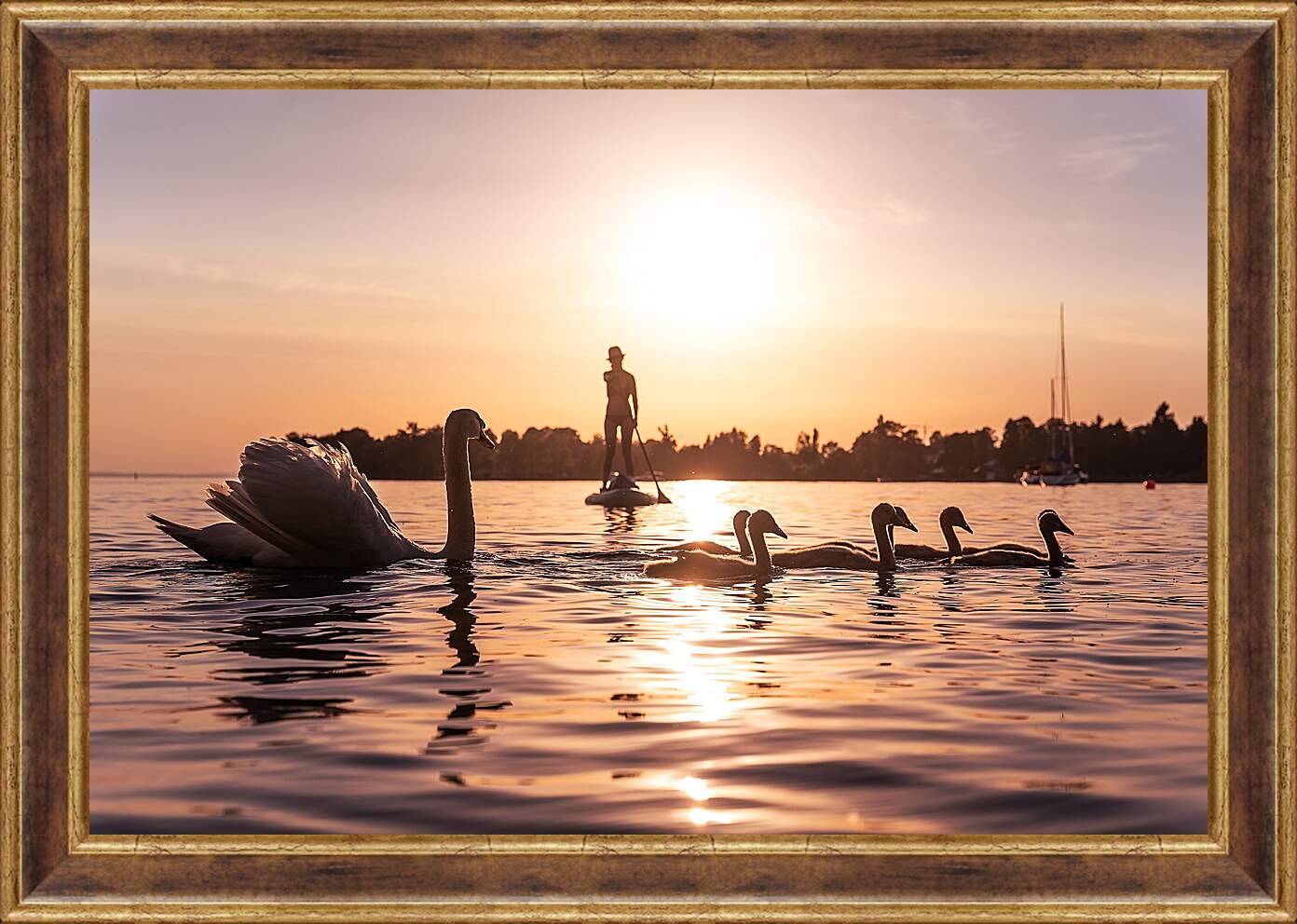 Картина в раме - Лебеди на прогулке