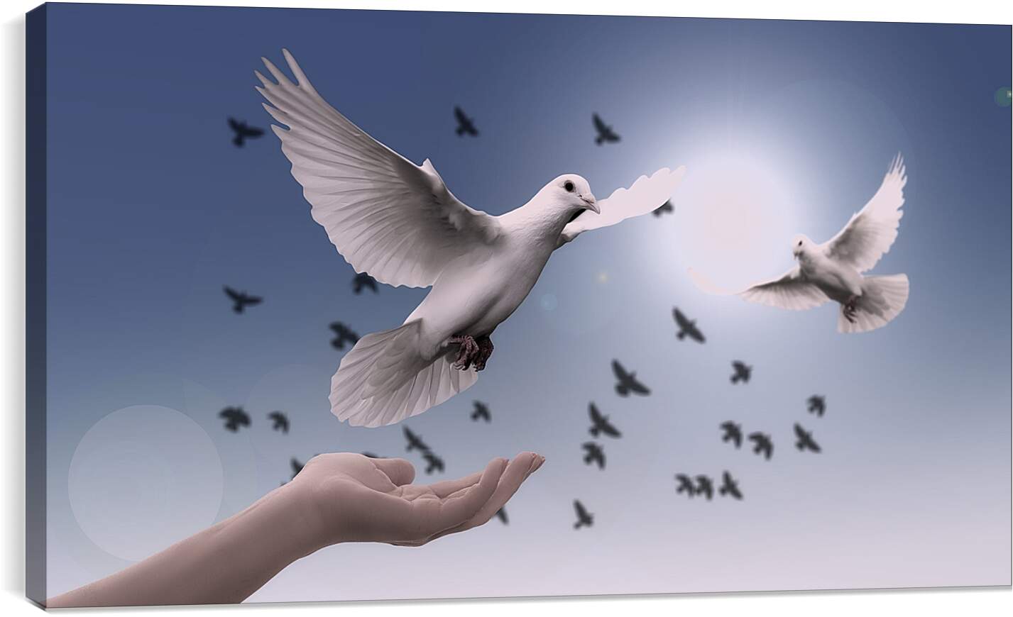 Постер и плакат - Птицы мира. Голуби