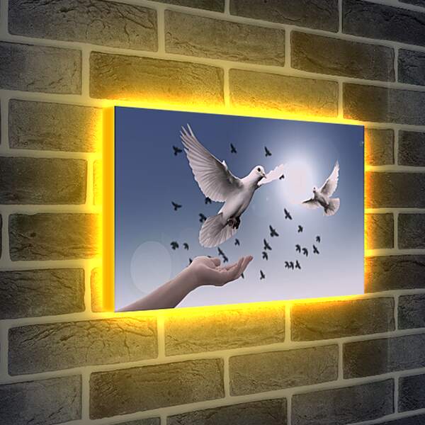 Лайтбокс световая панель - Птицы мира. Голуби