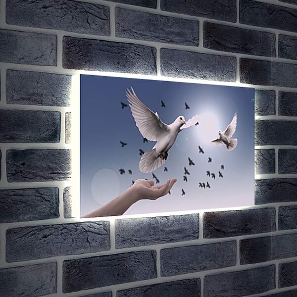 Лайтбокс световая панель - Птицы мира. Голуби