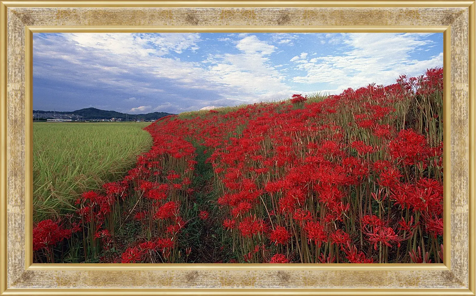 Картина в раме - Лето