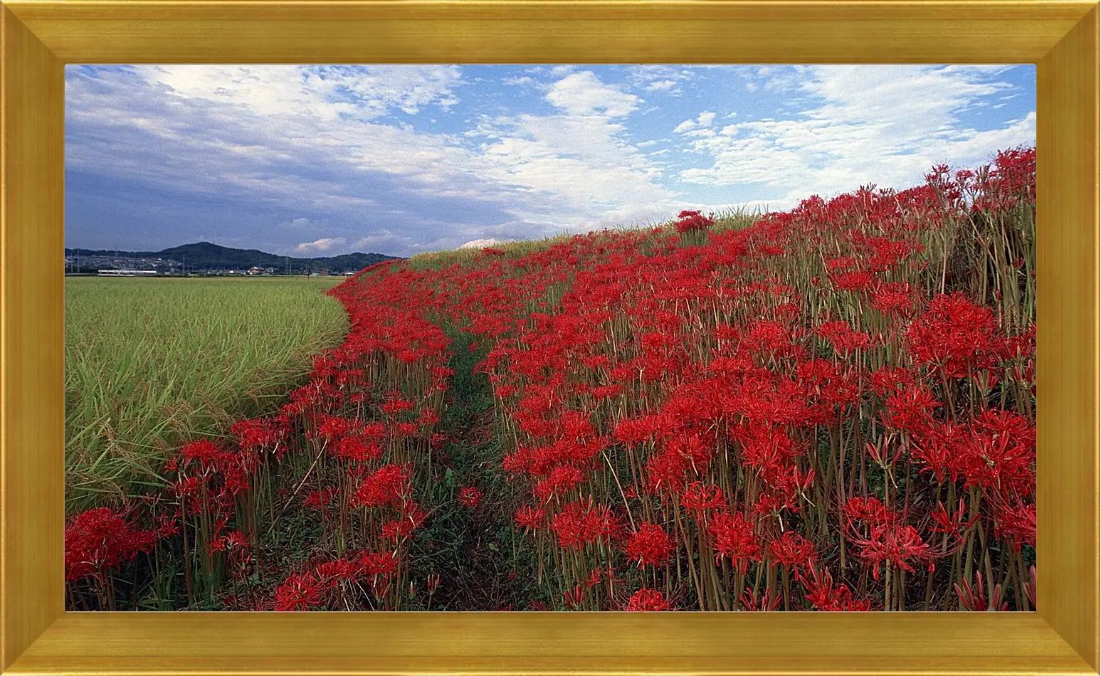 Картина в раме - Лето