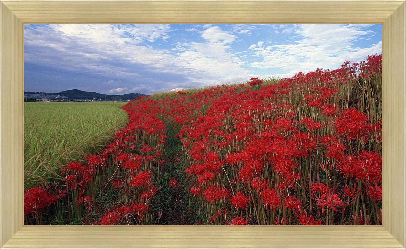 Картина в раме - Лето