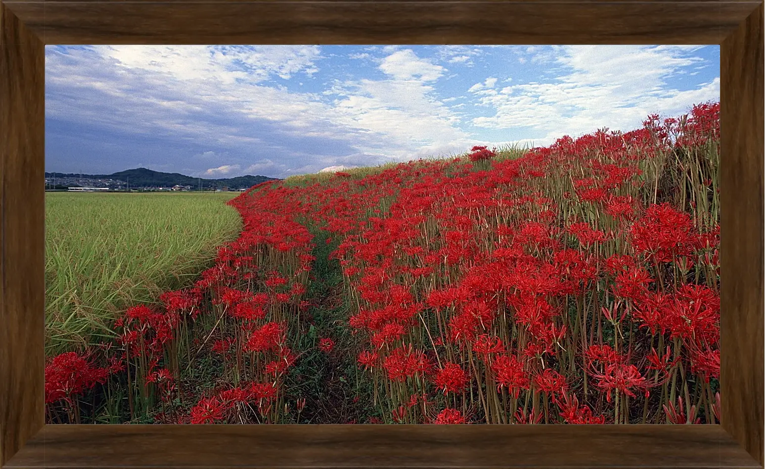 Картина в раме - Лето