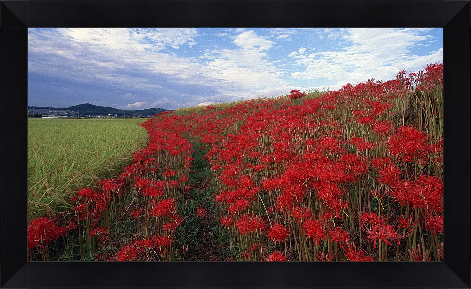 Картина в раме - Лето