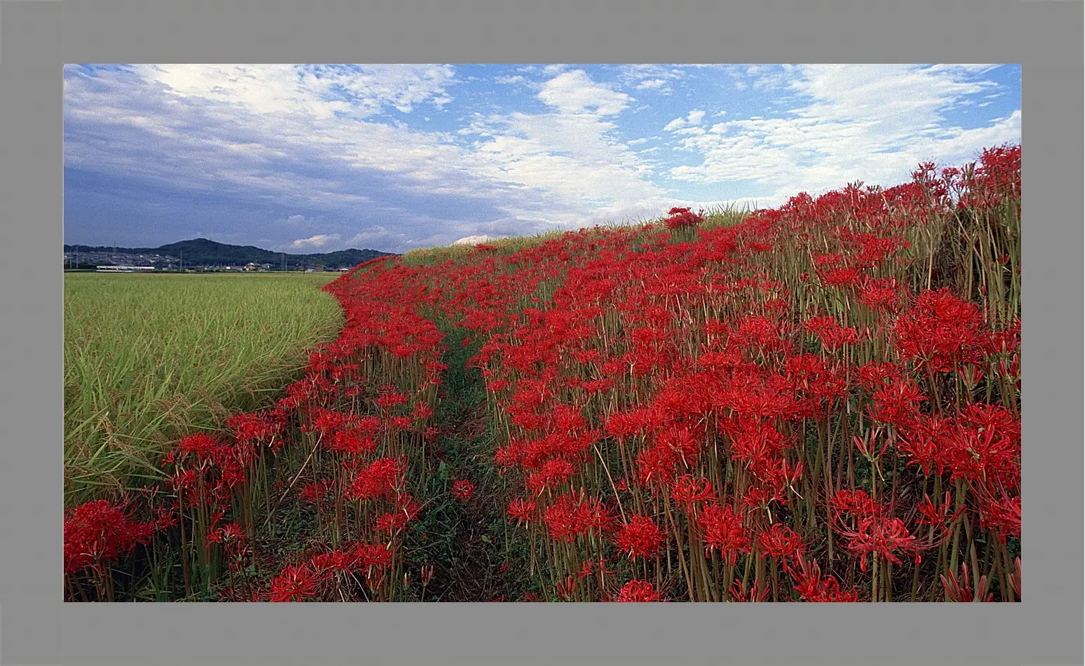 Картина в раме - Лето