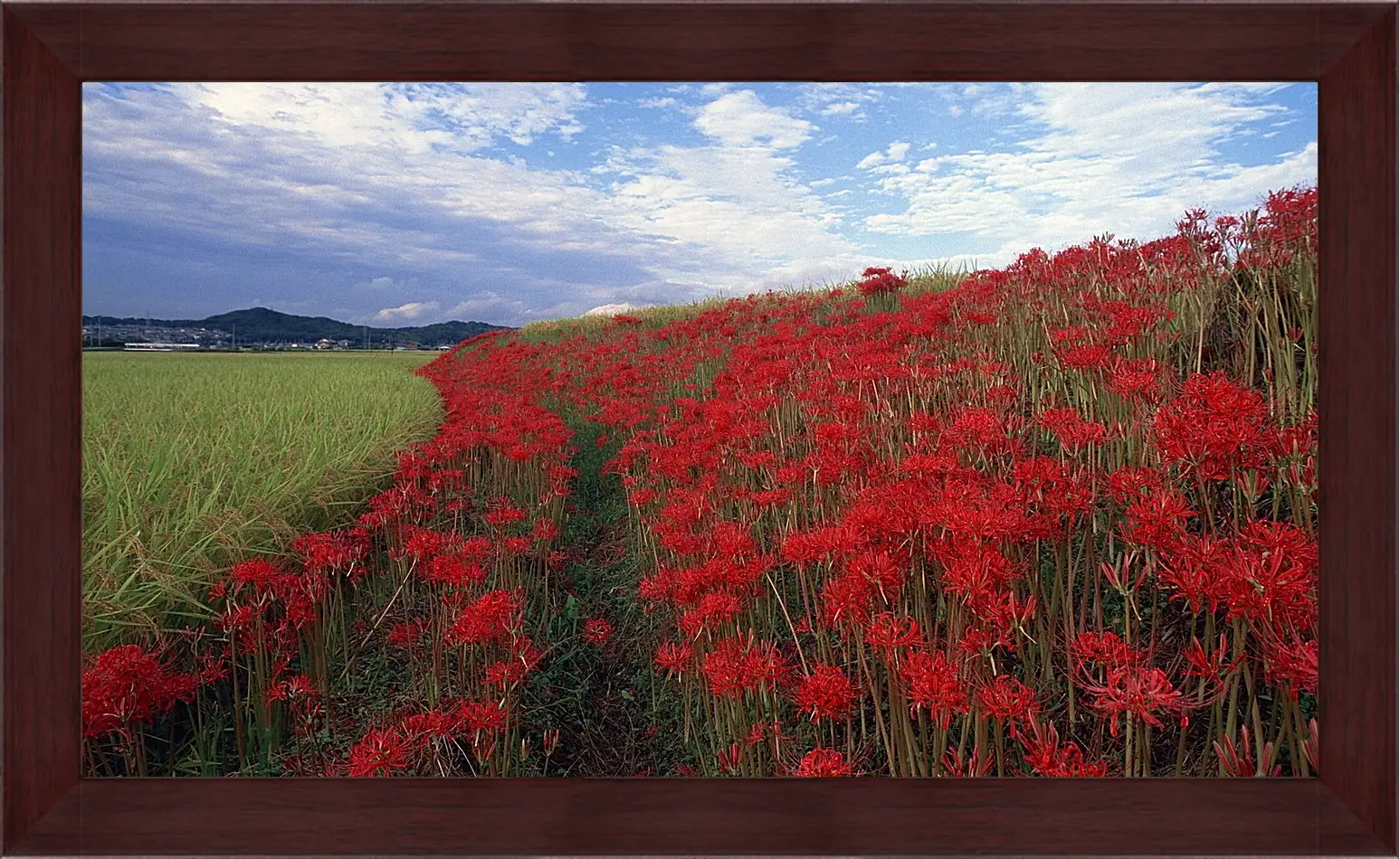 Картина в раме - Лето