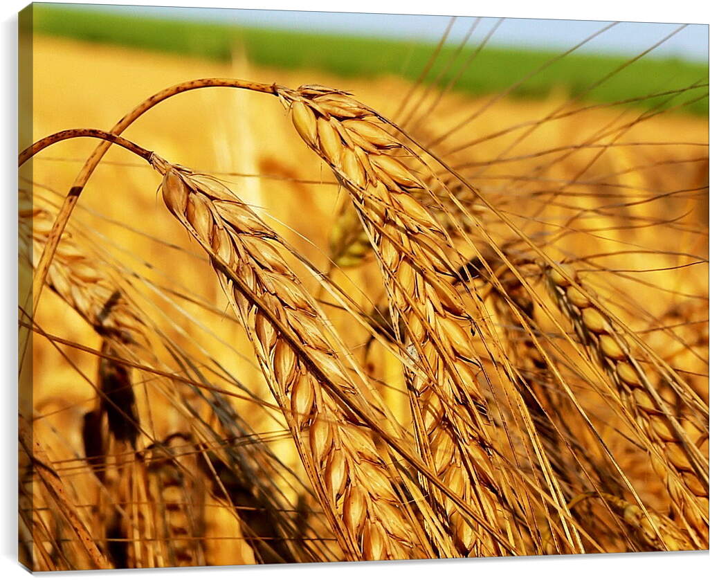 Постер и плакат - Зрелые колосья пшеницы