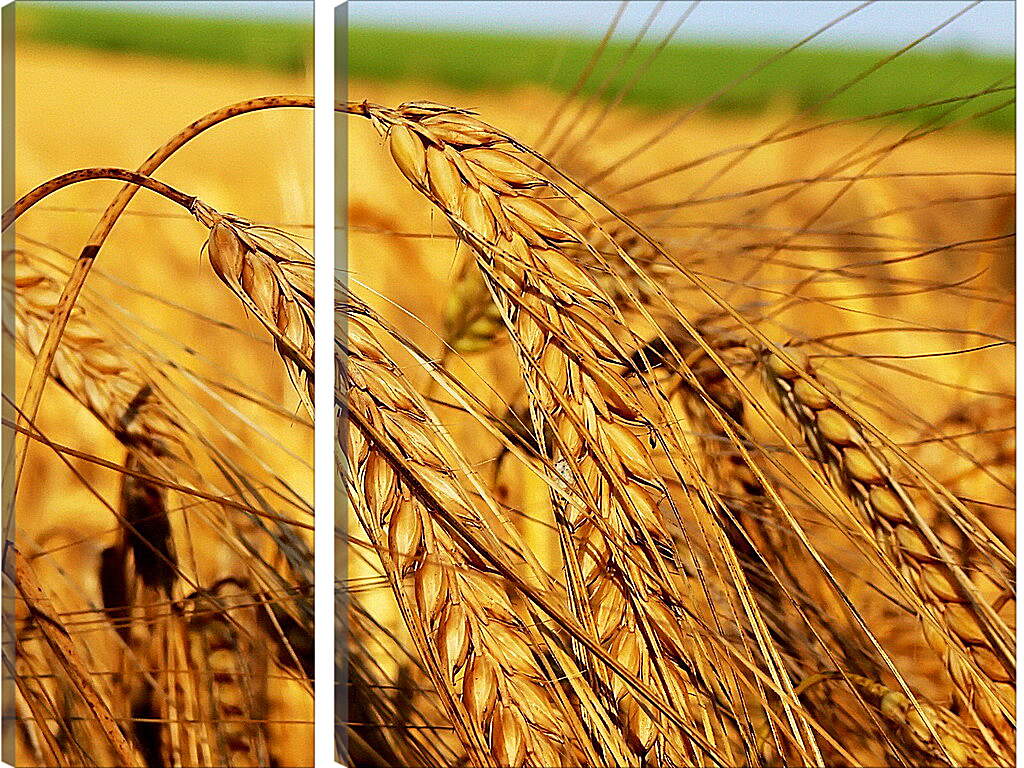 Модульная картина - Зрелые колосья пшеницы