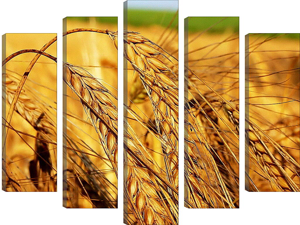 Модульная картина - Зрелые колосья пшеницы