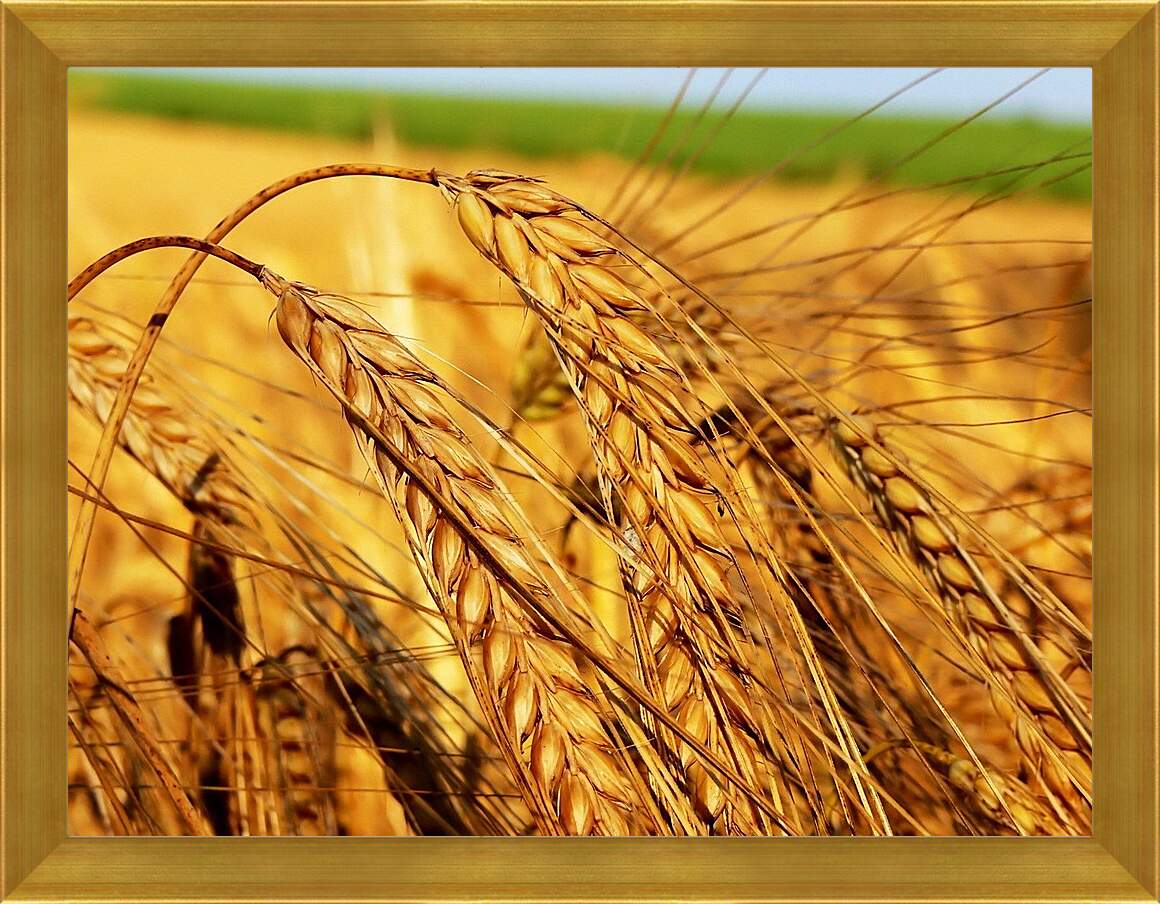 Картина в раме - Зрелые колосья пшеницы