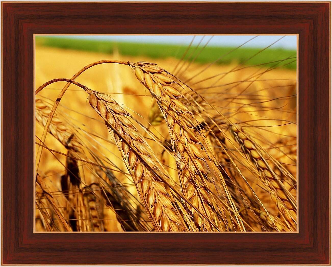 Картина в раме - Зрелые колосья пшеницы