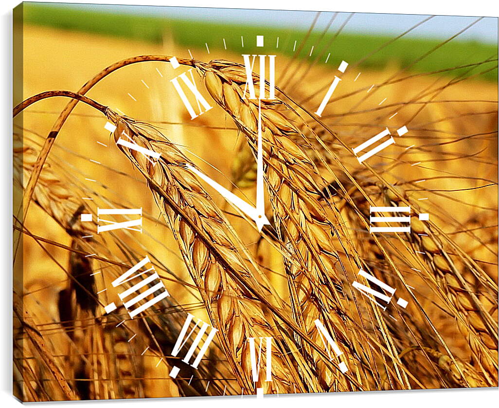 Часы картина - Зрелые колосья пшеницы