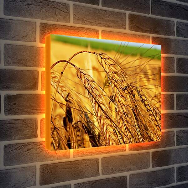 Лайтбокс световая панель - Зрелые колосья пшеницы