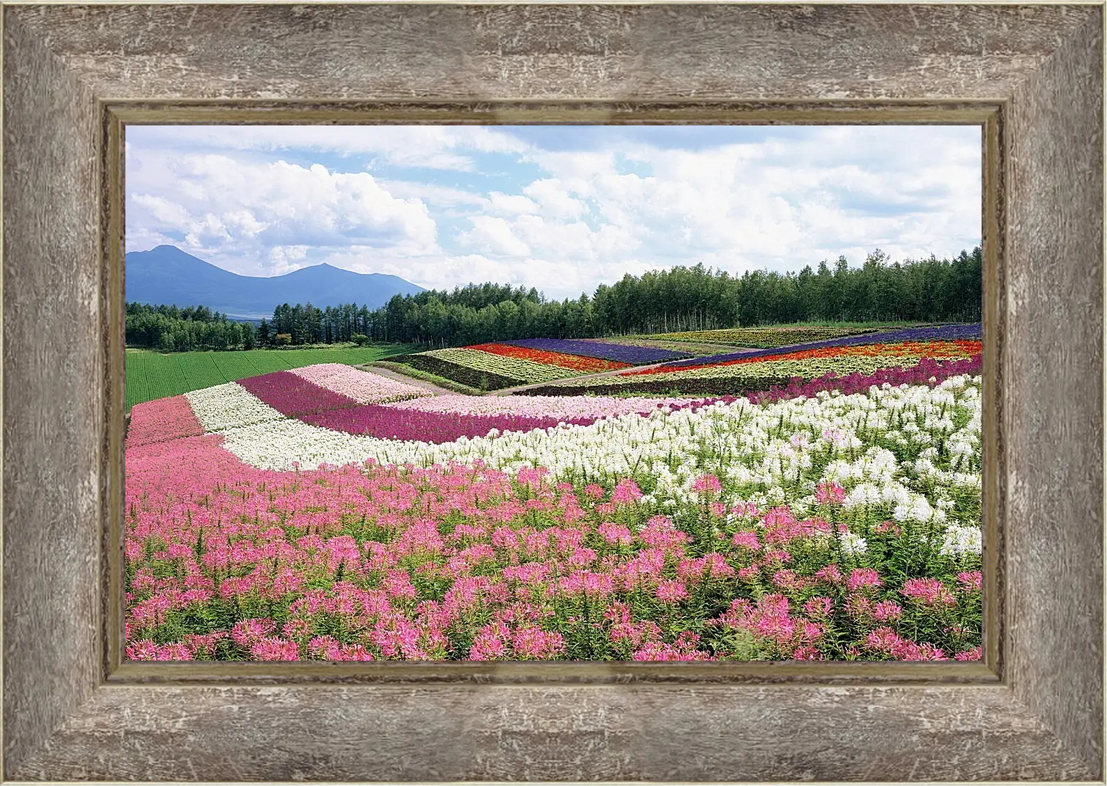 Картина в раме - Лето