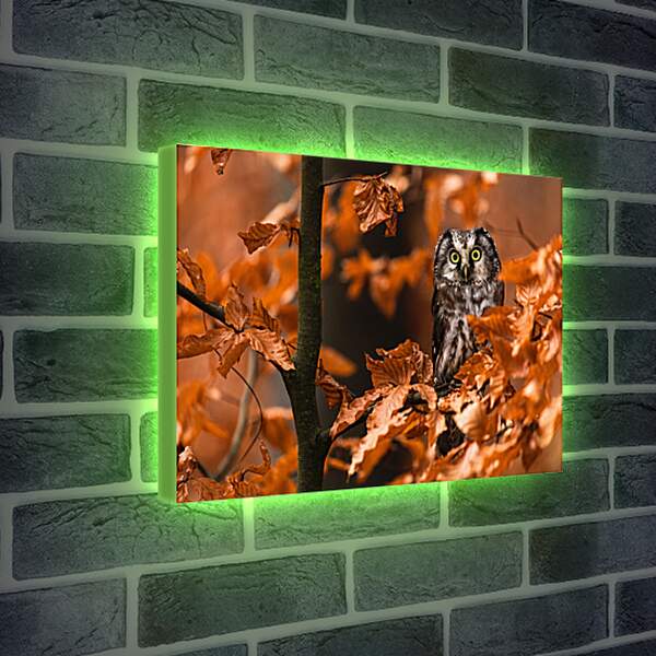 Лайтбокс световая панель - Сова в листьях