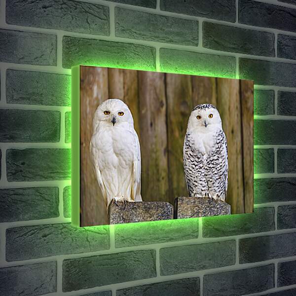 Лайтбокс световая панель - Две совы