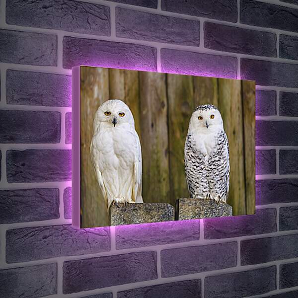 Лайтбокс световая панель - Две совы