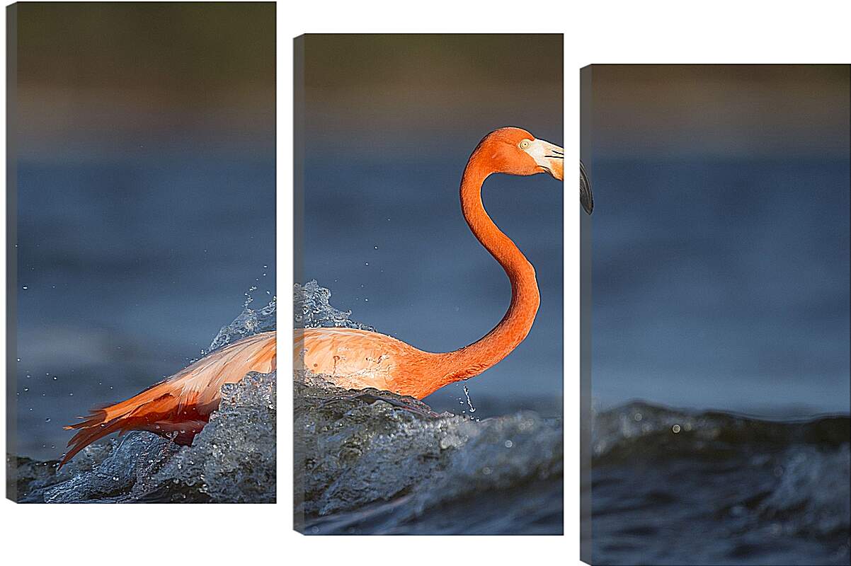 Модульная картина - Фламинго в воде