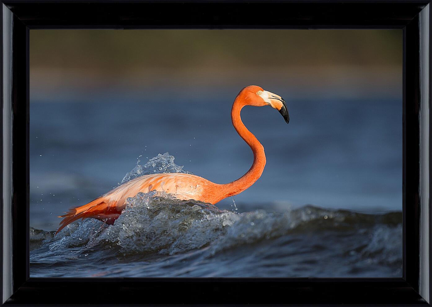 Картина в раме - Фламинго в воде