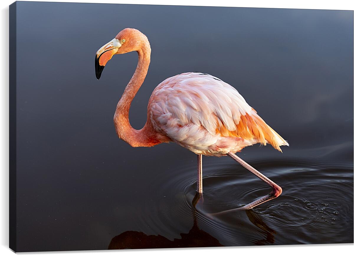 Постер и плакат - Розовый фламинго в воде