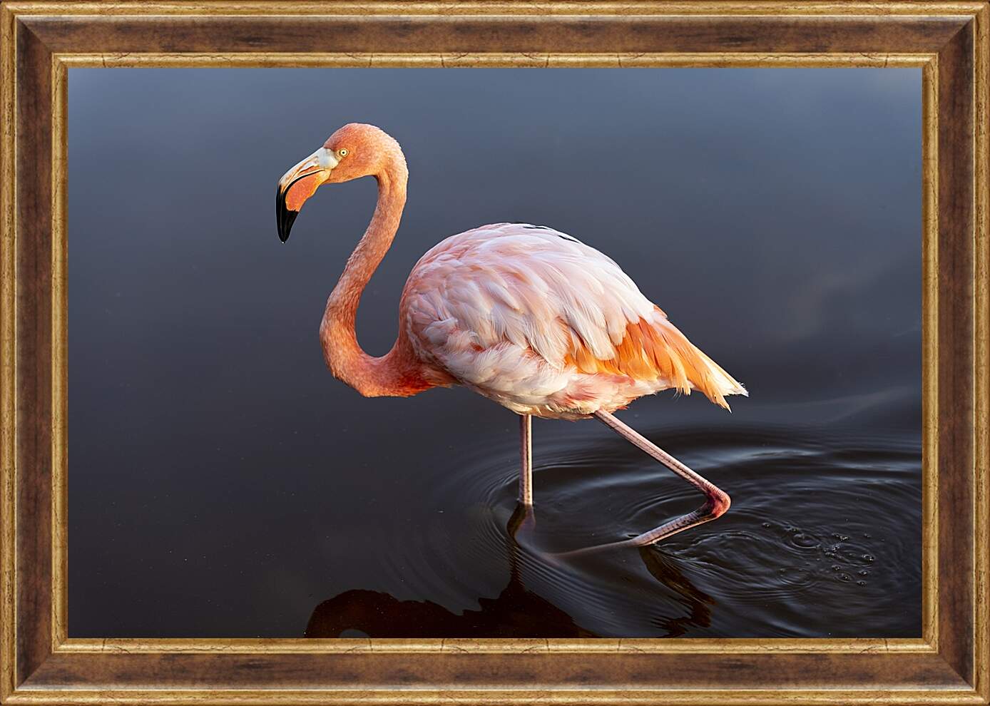 Картина в раме - Розовый фламинго в воде