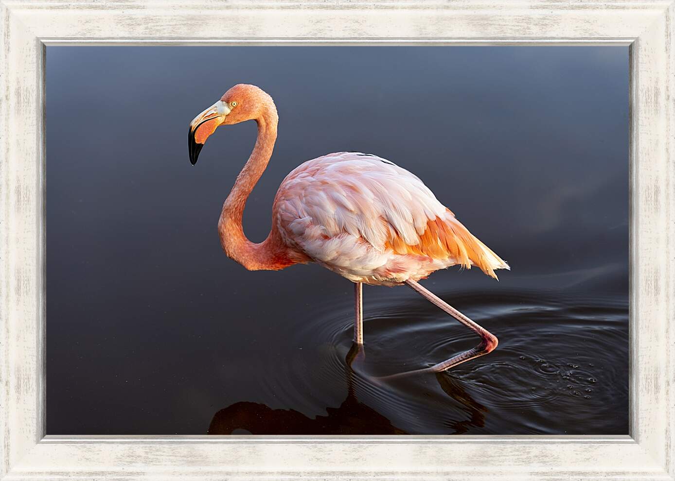 Картина в раме - Розовый фламинго в воде